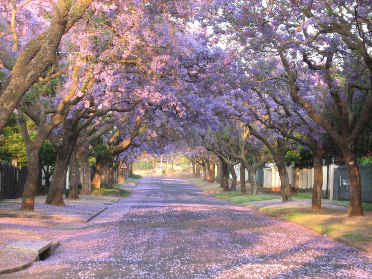 3@Marion Guest House Pretoria-Noord Buitenkant foto